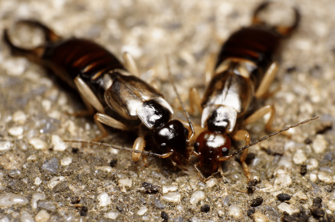 what-is-a-pincher-bug-a-breakdown-of-these-pests-and-how-to-get-rid