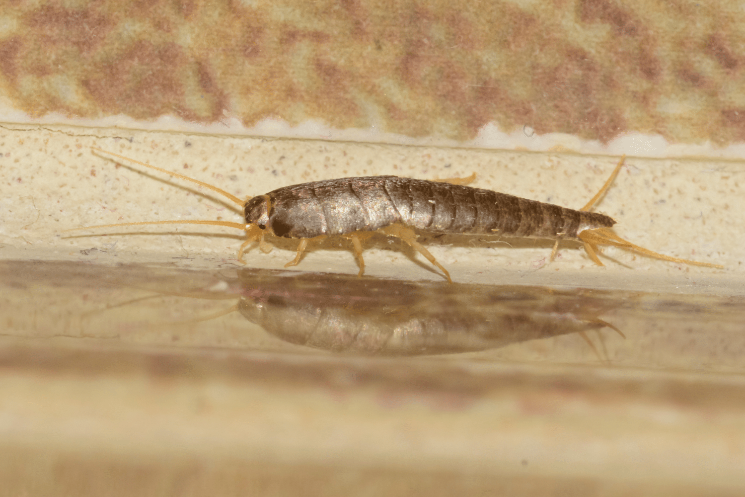 What are silverfish eggs and where do they hide them? The definitive ...