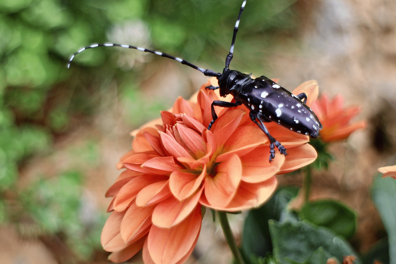 19-bugs-that-look-like-cockroaches-and-some-are-worse