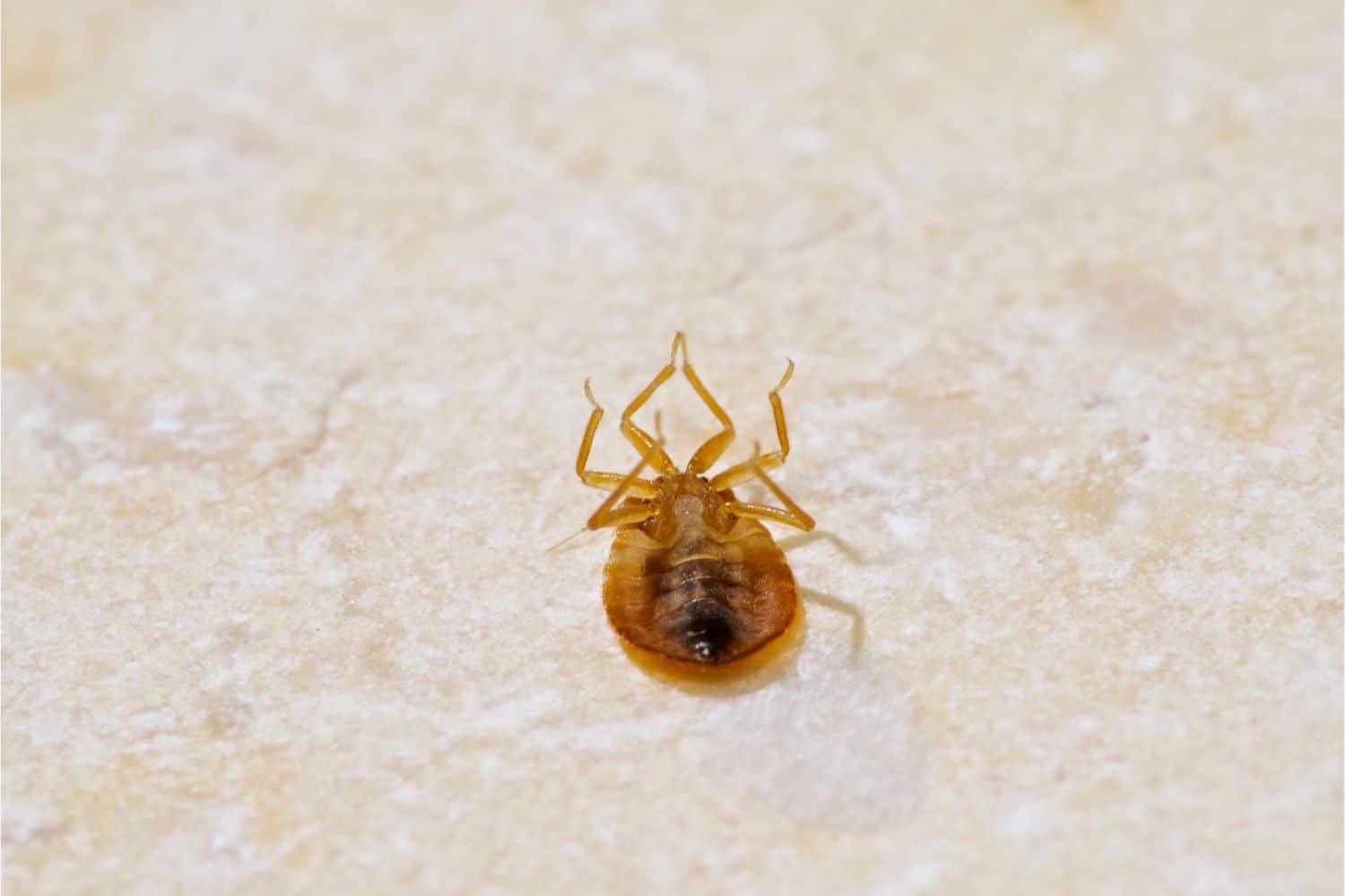 What Do Bed Bugs Look Like To The Human Eye? The Only Guide You'll Need ...